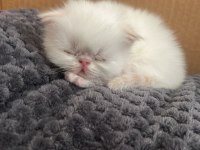 İran Kedisi Yavrular