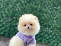 Pomeranian Boo Yavrular
