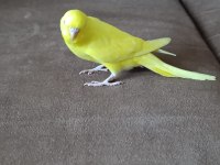 1 Aylık Yavru Dişi Muhabbet Kuşu