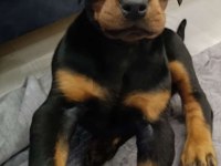 Europan Doberman Yavruları