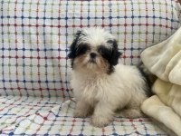 Mini Boy Maviş Şitsu Kızımız