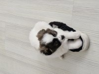 Kendi Köpeğimin Bebişleri (Sadece Niğde İçi)