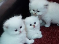 British longhair golden point dişi erkek