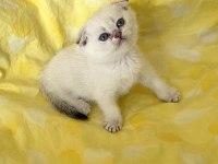 Safkan Scottish Fold Silver Point Ns1133 Mavi Göz