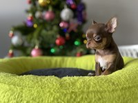 Sizde Safkan Chihuahua Sahibi Olmak İstiyorsanız