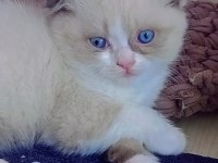 Scottish shorthair fold bicolor