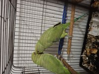 Pakistan Papağanları 2 Adet