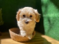 Maltipoo Bebek Köpekler