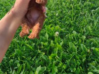 Sağlık Irk Garantili Orjinal Toy Poodle