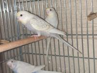 Ele Alıştırmalık Eşsiz Renklerde Muhabbet Kuşu Yavrular