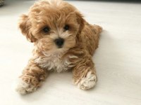 Adrese teslim ve kapıda ödeme mevcut maltipoo