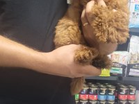 Poodle Erkek Yavrumuz Yeni Ailesini Beklemektedir