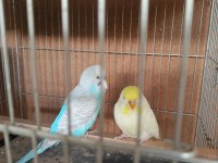 Muhabbet kuşu yavru yumurtalı takım