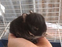 Orjinal Cüce Tavşan Yavruları