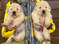 Sevimli Golden Retriever Yavruları