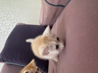 Safkan British Shorthair Golden