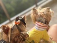 A Kalite Yorkshire Terrier Bebekler