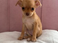 Anne altından şivava bebişler