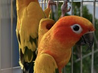 Hazır takım güneş konur.