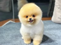 Pomeranian Boo Yavrular Aynı Gün Gönderim - Kapıda Ödeme