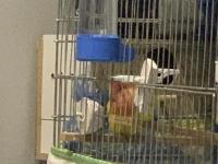 Çift sevda papağanı