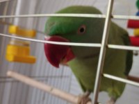 Erkek İskender Papağanı El Kuşudur