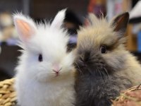 Çok Tatlı Yavru Aslanbaş Türü Tavşanlar Renk Renk