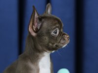 Egzotik Teacup Chihuahua