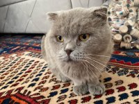 Bal gözlü scottish fold