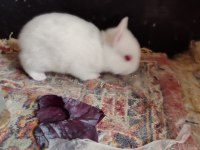 Hollanda Cüce Tavşanlarımı Sahiplendirilecektir