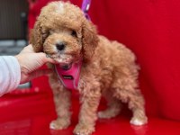 Dark Toy Poodle