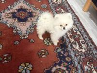 Uslu Zeki Oyuncu Ayıcık Surat Pomeranian Boo