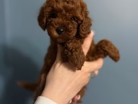 Toy poodle yavru dişi