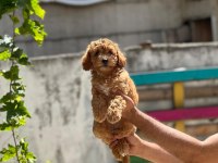 Sevimli maltipoo yavrular