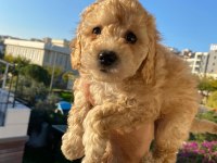 Maltipoo Bebekler