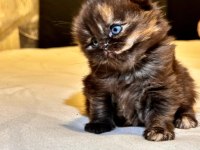 2 Aylık Ayı Surat Uzun Tüylü Scottish Fold