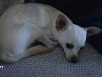 Köpeğimiz Kısır Degil