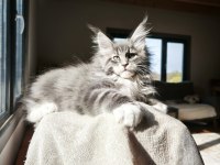 Aşıları Tamamlanmış Tüm Belgeleri İle Teslim Edilecek Safkan Maine Coon