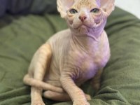 Sfenks yavru tüysüz 2 aylık dişi