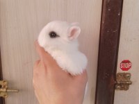 Orjinal Cüce Tavşan Yavruları