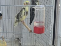 Full + Full Evcil Sadık Çift Dost Sultan Papağanı