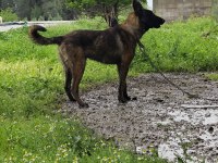 Belçika Kurdu 5 Erkek 1 Dişi