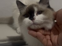 7 Aylık Anne Baba Şecereli Evcil Erkek Ragdoll Kedimiz