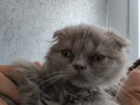 Scottish fold, iran persian kırması kedimiz