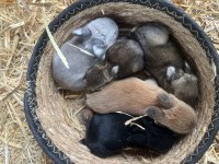 Hollanda Cüce, Yerli Ve Lop Tavşanlar