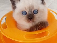 Muhteşem silver point british shorthair