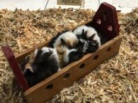 Yavru ginepigler