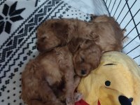 1 Aylık Erkek Toy Poodle Yavru