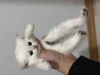 Sevimli Oyuncu Yavru Kediler