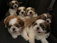 Irk Ve Sağlık Garantili Hypo Mini Shih Tzu Bebekler
